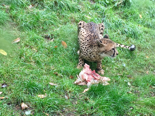Paradise wildlife park